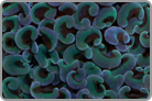 Green Wall Hammer Coral